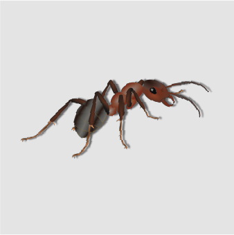ANTS1