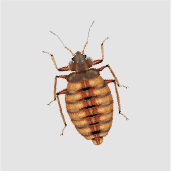BED BUGS