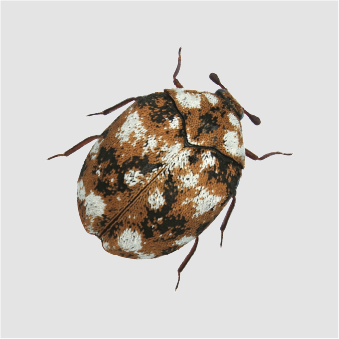 BEETLE