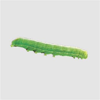 Caterpillars