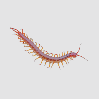 Centipedes
