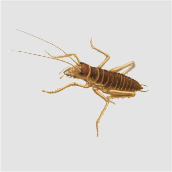 Crickets