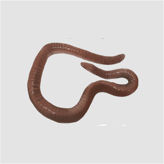 Earthworms