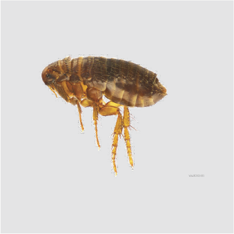 Fleas
