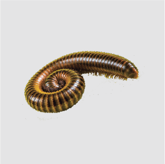 Millipedes