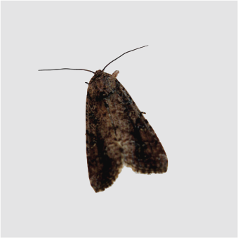 Moths