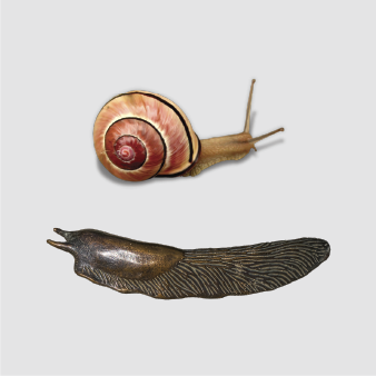 Snail & Slug