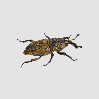Weevil