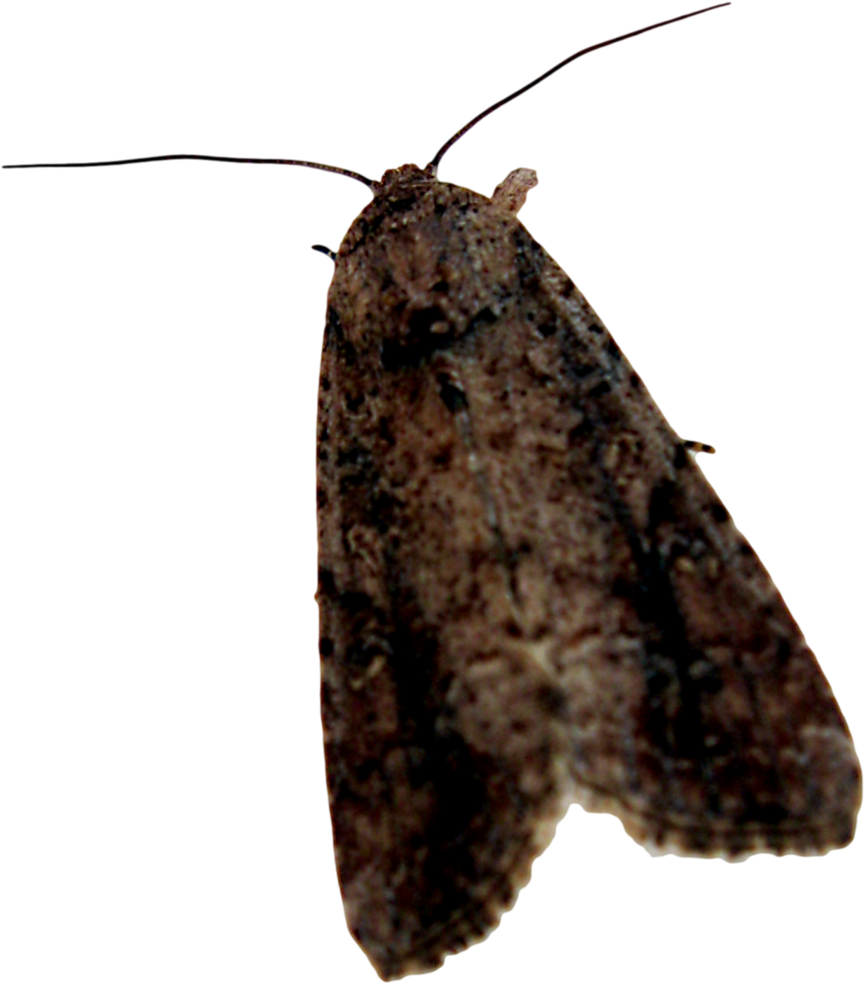 kindpng_1290708