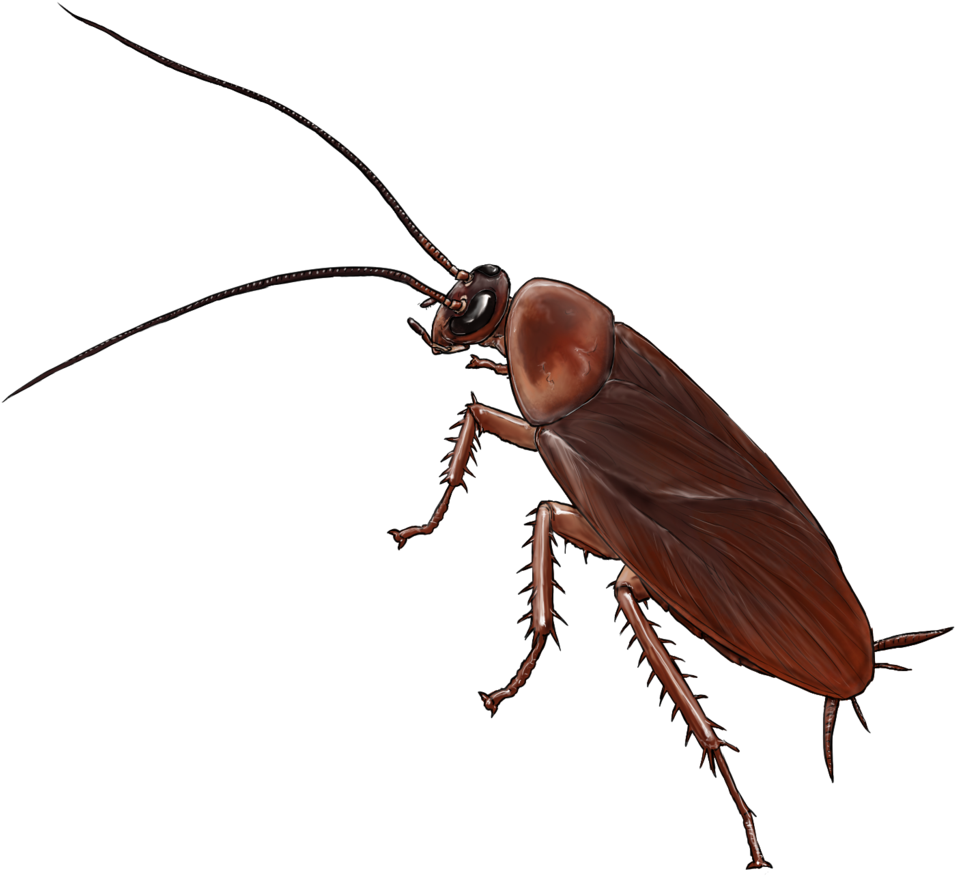 kindpng_1315998