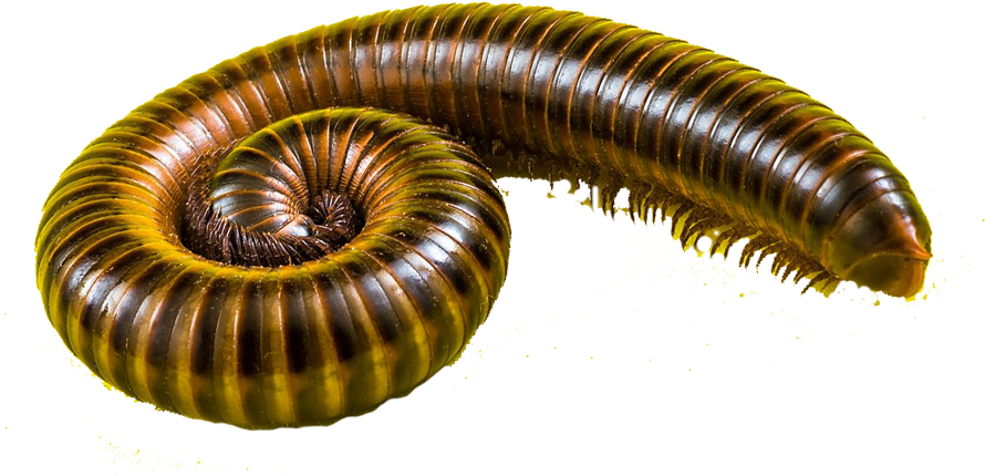 kindpng_1630162