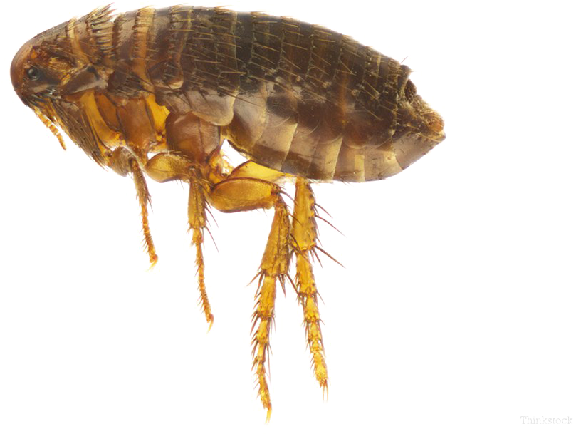 kindpng_1711081
