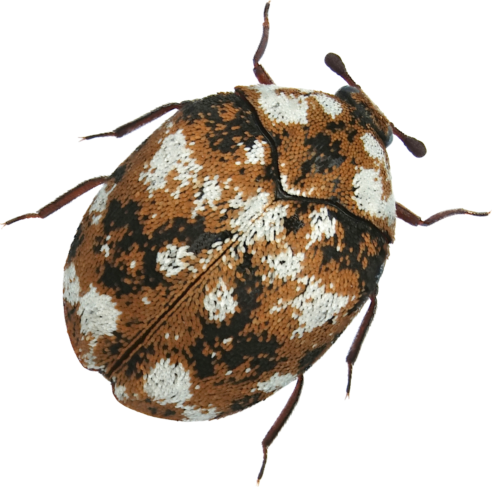 kindpng_2245307
