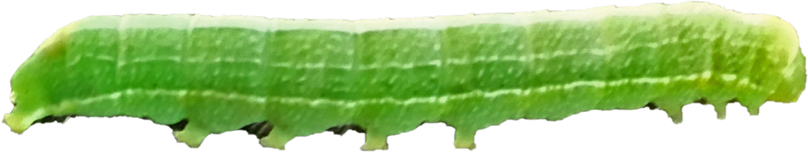 kindpng_6949816
