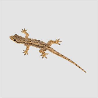 lizad