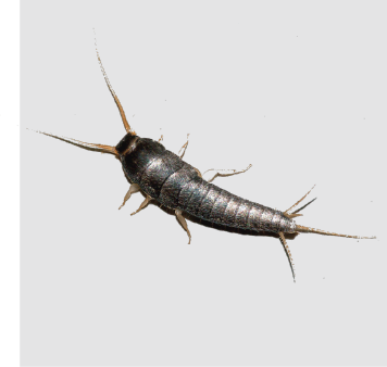 silverfish