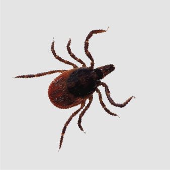 ticks
